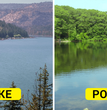 Differences between lake and pond